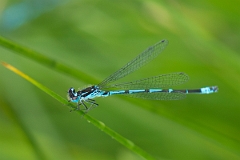 David Plant Photography - Wildlife Photography - Variable damselfly - G